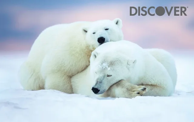 Discover it (Polar Bear)