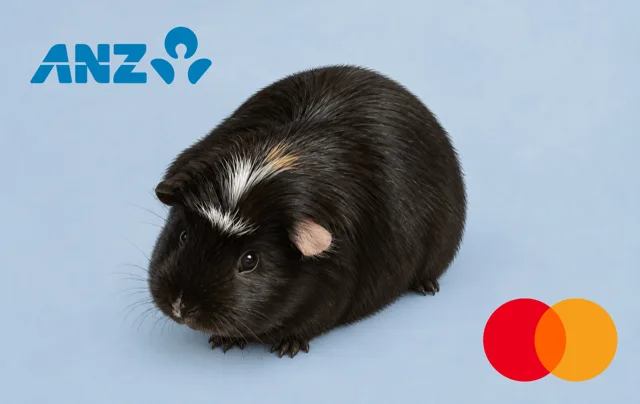 ANZ · 荷兰猪:臭臭