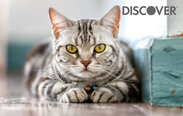 Discover it (Cat)
