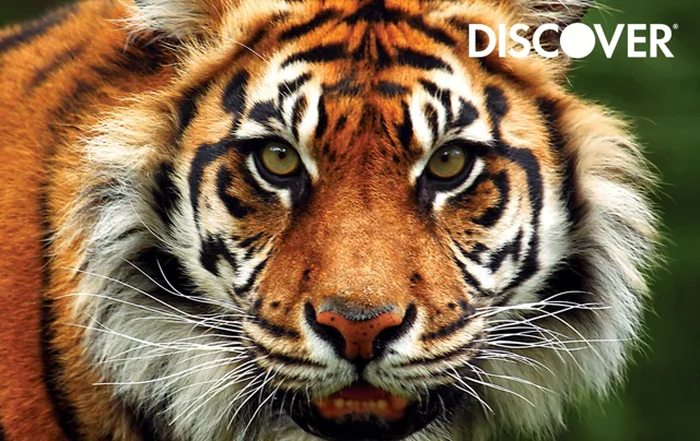 Discover it (Tiger)