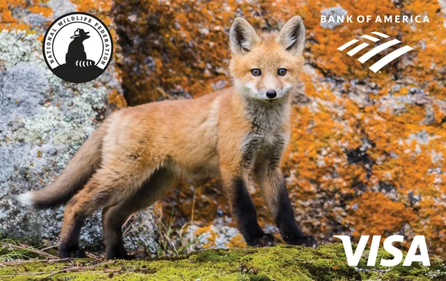 Bank of America Cash Rewards Visa (NWF Fox)