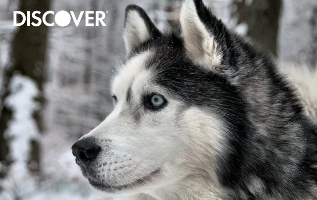 Discover it (Husky)