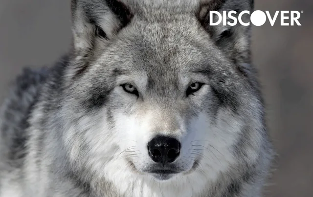 Discover it (Wolf)